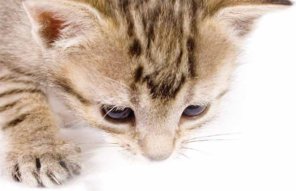 Kedi ile Gelen Hidayet