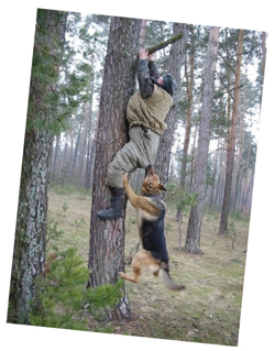 Derviş Tarzan