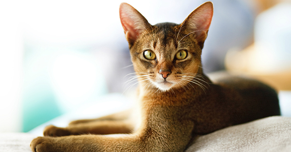 Bkz: Kedi
