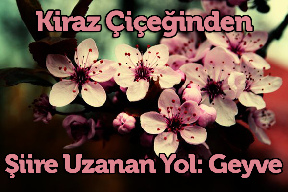Kiraz Çiçeğinden Şiire Uzanan Yol: Geyve