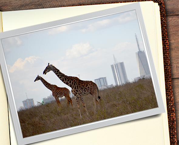 Büyüyen Şehirler ve Küçülen Zürafalar