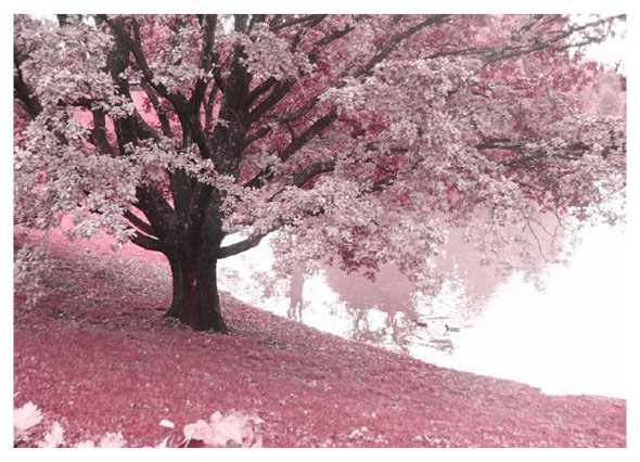Pembe
