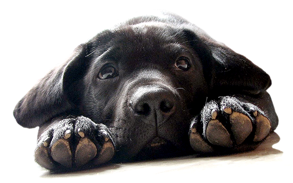 Kara Köpek Şeytan mıdır?