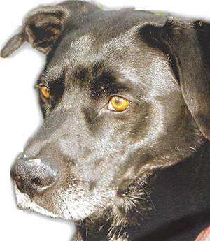 Kadrolu Köpeklerim