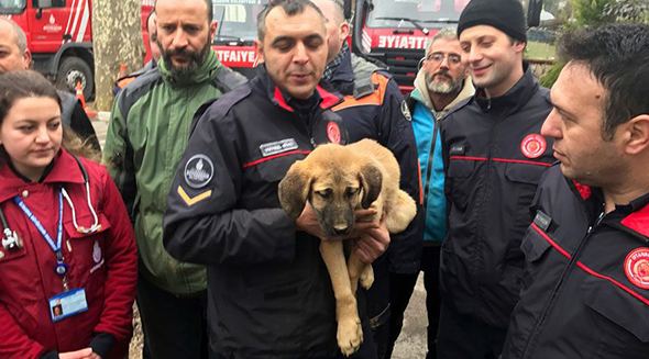 Kuyudaki Köpek Kurtuldu Darısı Başımıza...