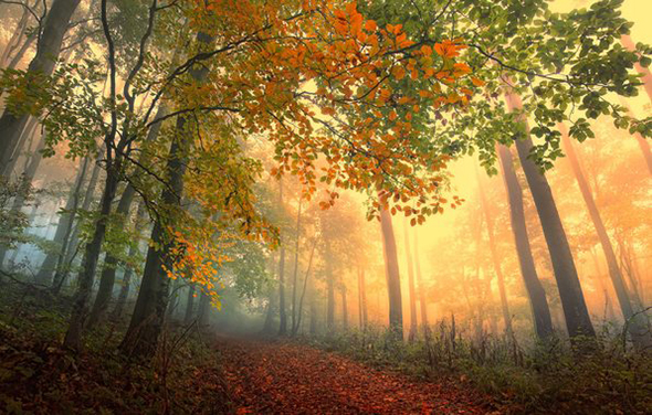 Ayın Sitesi "forestmood.com"