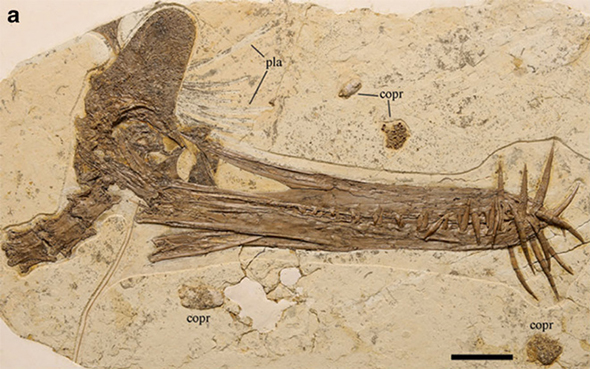 Paleontolojide Metodoloji Problemi:  Ontojenik ve Morfojenik Seri Eksikliği
