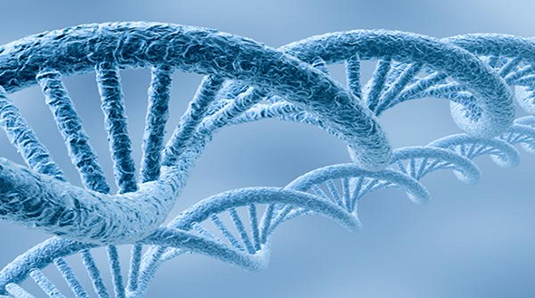 Sos Tavasında DNA Nasıl Ayrıştırılır`