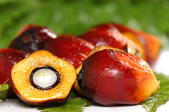 Kızıl Petrol: Palm Yağı