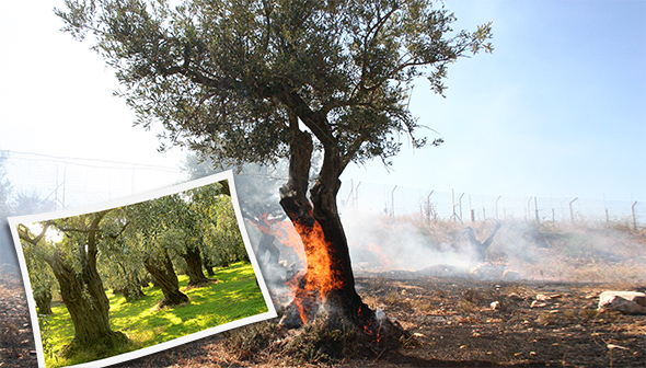 Filistin`in Göç Eden Zeytin Ağaçları