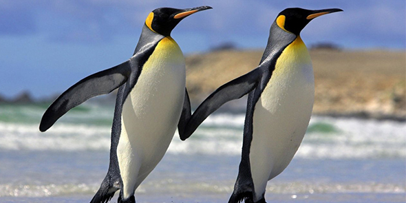 Penguenler