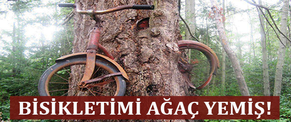 Bisikletimi Ağaç Yemiş!