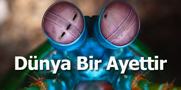 Dünya Bir Ayettir