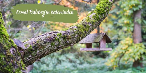 Dalda Kuş Eksik Olmaz
