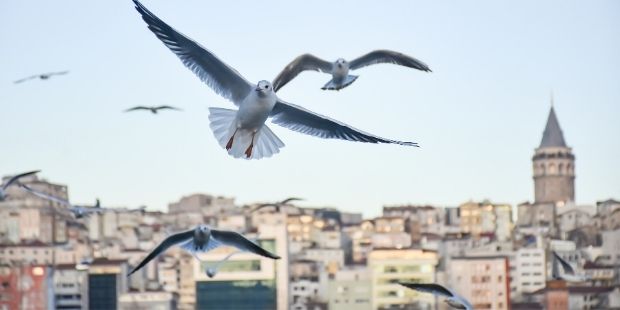 Simitlerimiz Denize Düşüyor!
